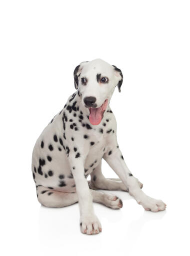 Un adorable petit chiot dalmatien assis confortablement