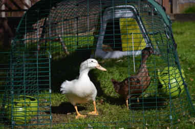 Dolly & Delilah profitant de leur Eglu Go!