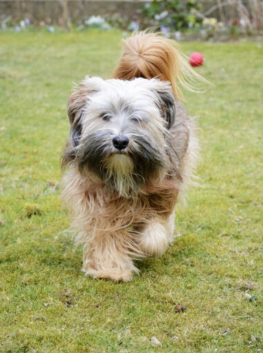 Un terrier tibétain avec une belle queue touffue et une merveilleuse barbe broussailleuse