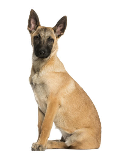 Un chiot malinois belge assis au garde-à-vous