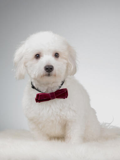 Un coton de tulear duveteux et mignon avec un noeud papillon