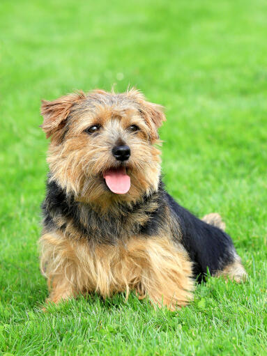 Un norfolk terrier adulte, se reposant sur l'herbe