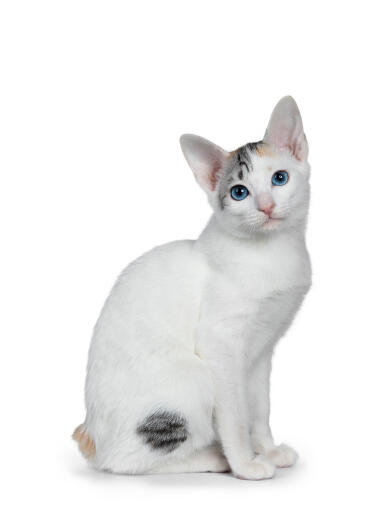 Chat japonais bobtail assis sur un fond blanc