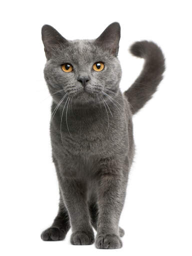 Un chat chartreux heureux avec une queue enroulée