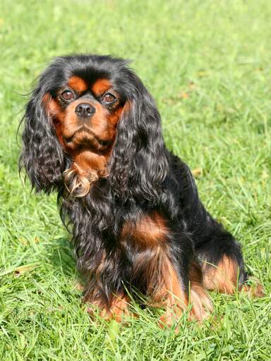 Un magnifique épagneul cavalier king charles noir et brun