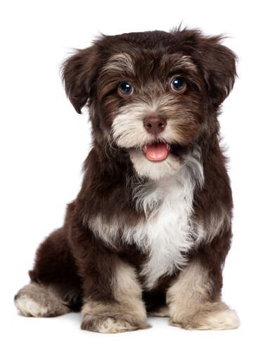 Un chiot havanais marron et sable