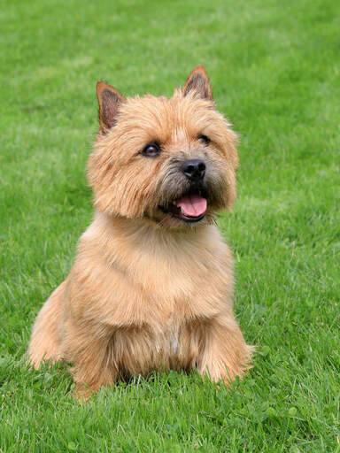 Un terrier de norwich assis dans l'herbe, attendant une commande