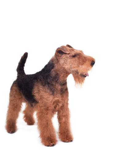 Le beau poil épais et filiforme du welsh terrier