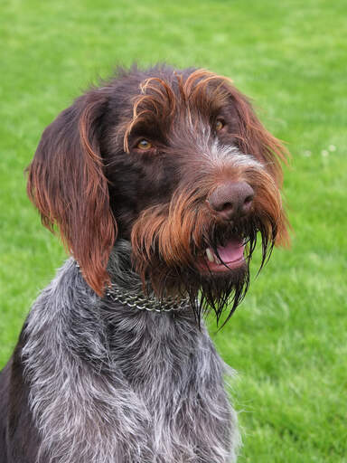 Un beau griffon d'arrêt à poil dur assis, attendant un peu d'attention