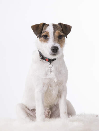 Un parson russell terrier assis en beauté, attendant un ordre