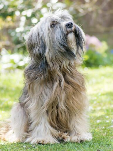 Un merveilleux petit terrier tibétain assis, attendant un ordre de son maître.