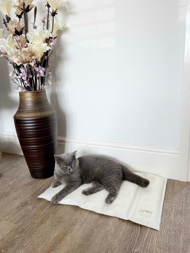 Un chat se reposant sur un tapis réfrigérant.