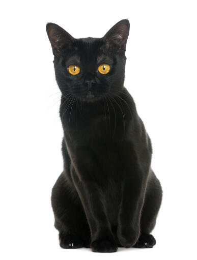 Un chat de bombay d'un noir intense assis