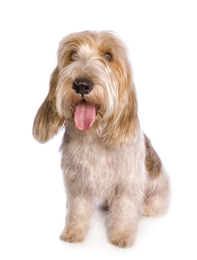 Un heureux basset griffon vendeen petit assis