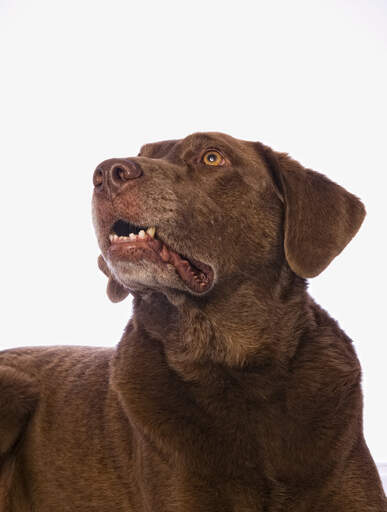 Un chesapeake bay retriever avec un beau pelage brun chocolat