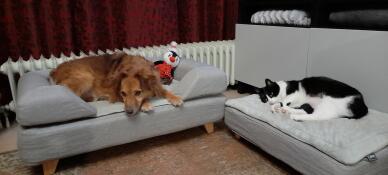 Chien et chat dormant sur leur Omlet Topology lits pour chiens