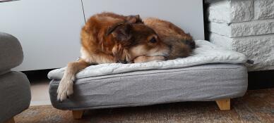 Chien dormant sur Omlet Topology lit pour chien avec sur-matelas matelassé et pieds carrés en bois