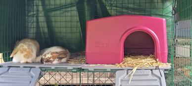 Omlet run et zippy shelter. floppy et spotty font leur sieste.