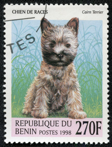 Un terrier de cairn sur un timbre d'afrique de l'ouest