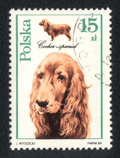 Un cocker sur un timbre polonais