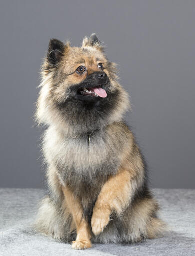 Un petit spitz allemand loufoque (klein)