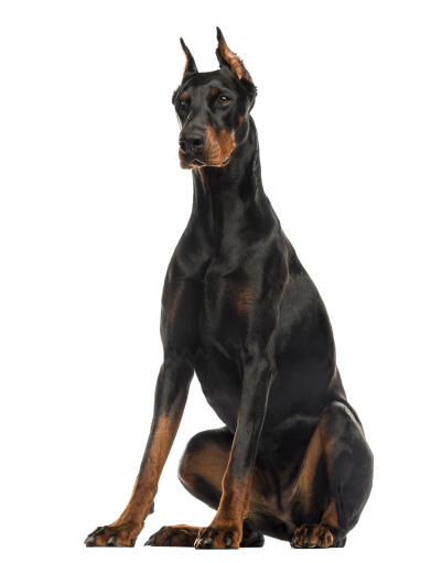 Un doberman pinscher adulte assis très grand