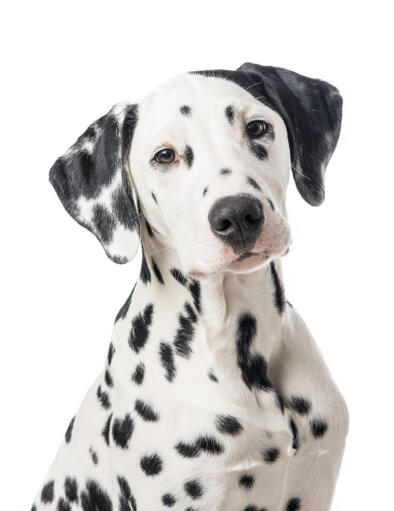 Les oreilles tombantes et le visage tacheté caractéristiques d'un jeune chiot dalmatien.