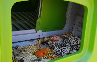 Poulets dans Eglu Cube grand poulailler