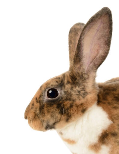 Un lapin mini rex avec de belles grandes oreilles