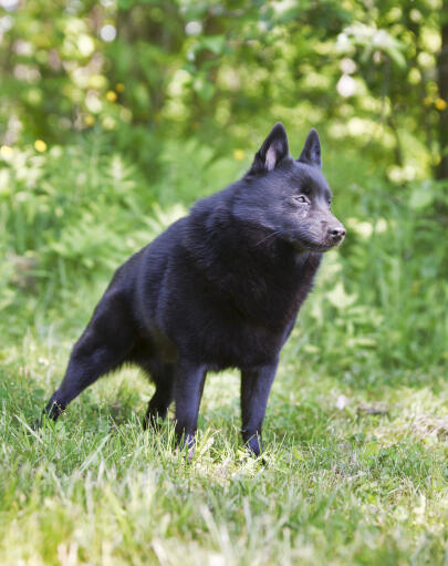 Le merveilleux schipperke se tient très sévèrement, prêt pour son prochain commandement