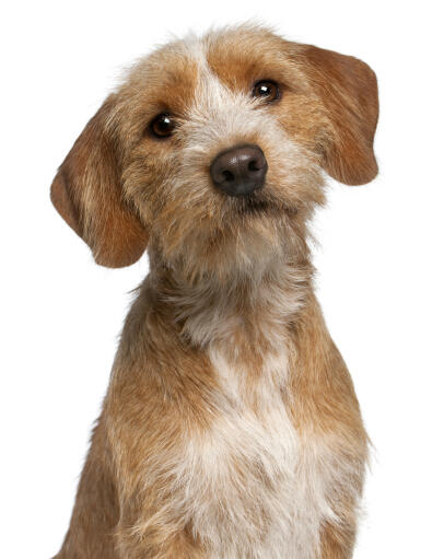 Un jeune basset fauve de bretagne avec de beaux yeux bruns et un mignon nez humide