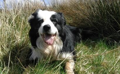 Finnan le chien de berger de 7 ans