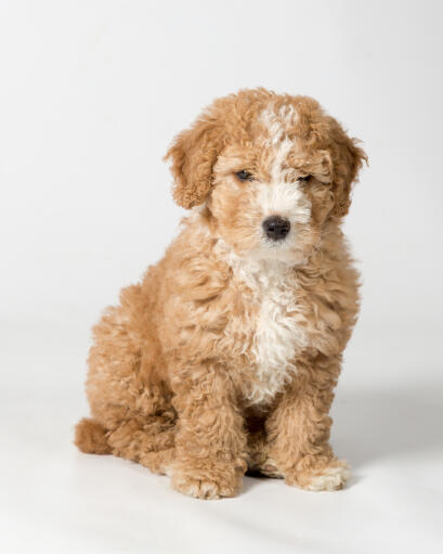 Un incroyable petit chiot chien d'eau espagnol assis bien sagement