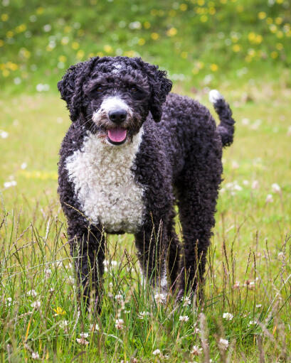 L'incroyable pelage épais et bouclé du chien d'eau espagnol