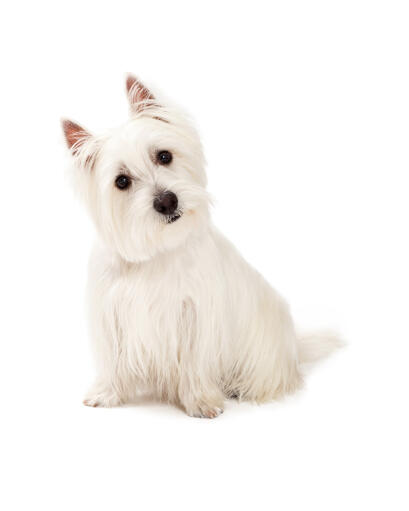 Un petit west highland terrier curieux avec une belle et longue fourrure blanche