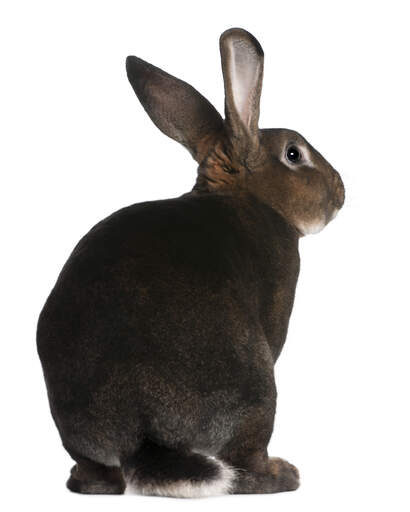 La belle queue duveteuse et les grandes oreilles d'un lapin castor rex La belle queue duveteuse et les grandes oreilles d'un lapin castor rex