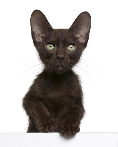 Un adorable chaton brun havane aux yeux verts