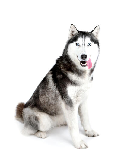 Un majestueux husky sibérien adulte assis bien sagement, attendant un peu d'attention