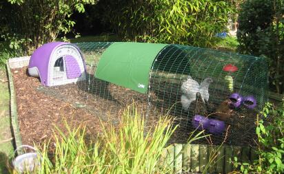 Nouvelle maison pour des poulets heureux