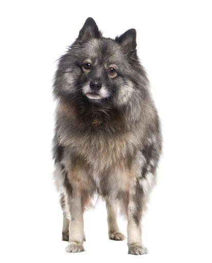 Un jeune keeshond se tenant droit, montrant ses oreilles pointues et son pelage doux et épais