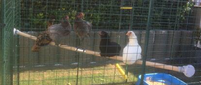 Beaucoup de poulets gris, bruns et blancs sur un poteau en bois dans un poulailler.