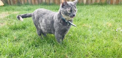 Chat tortie british shorthair dans le jardin