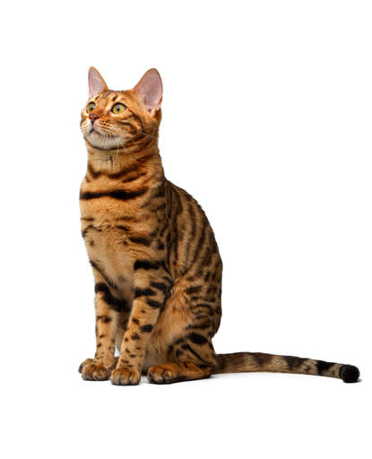 Un charmant chat bengal avec des marques brillantes
