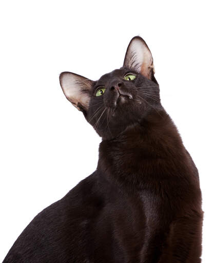 Un beau chat brun havane avec de grandes oreilles et des yeux verts