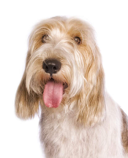 Le joli visage d'un petit basset griffon vendéen avec la langue tirée