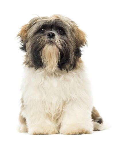 Un merveilleux petit shih tzu qui montre son magnifique pelage blanc et sa barbe touffue.