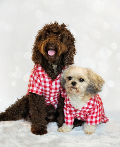 Des chiens portant des manteaux rouges et blancs