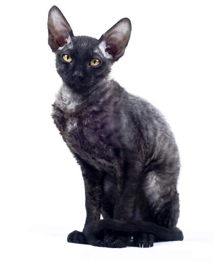 Un cornish rex noir avec de belles grandes oreilles