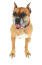 Un mignon chien boxer aux yeux marron foncé et aux oreilles coupées