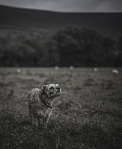 Un adorable border terrier, reniflant une odeur.